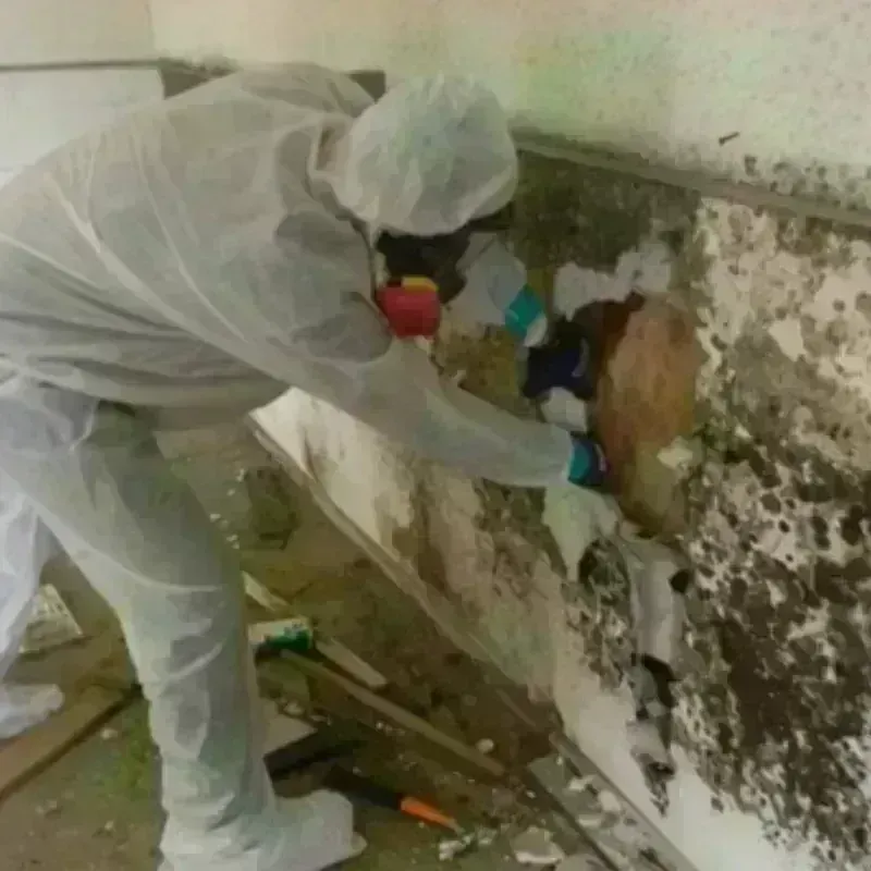 Mold Remediation and Removal in Chickamauga, GA